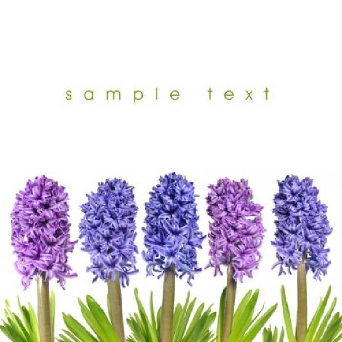 خرید و دانلود عکس Flower-Part-2 کد 17726 | پیک فاکس | Pic Fox