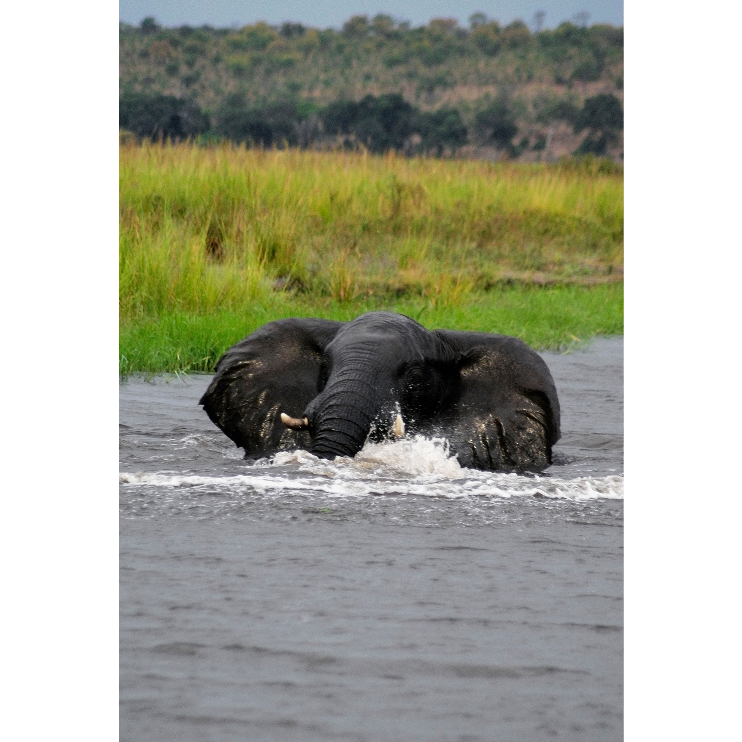 تابلو شاسی طرح دریاچه و فیل مدل T2004