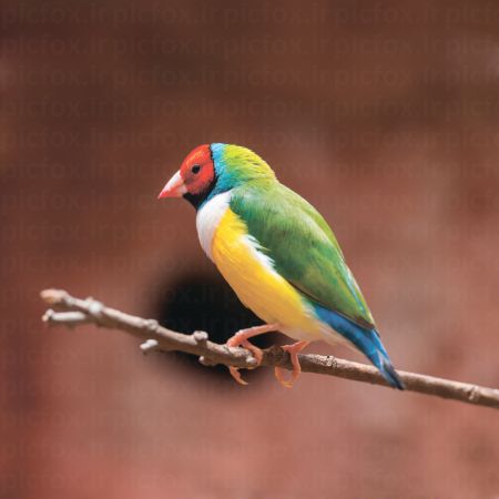 خرید و دانلود عکس Animals-Part-3 - کیفیت بالا | پیک فاکس | Pic Fox