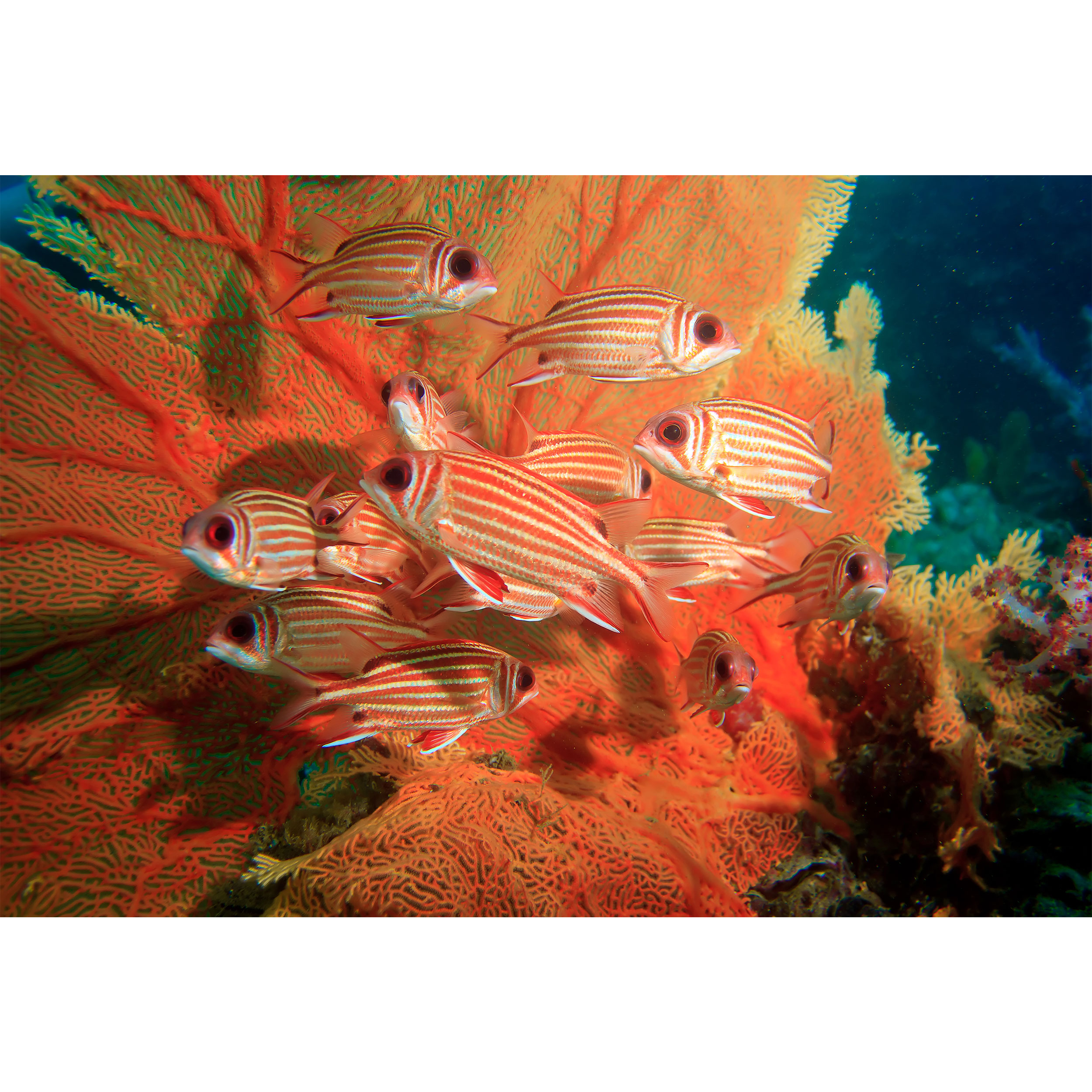 تابلو شاسی مدل ماهی نارنجی و سفید T6905