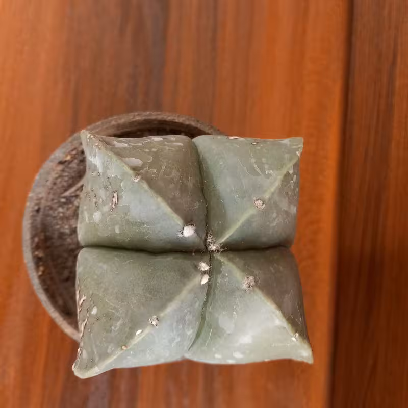 کاکتوس استروفیتوم گلدان 10