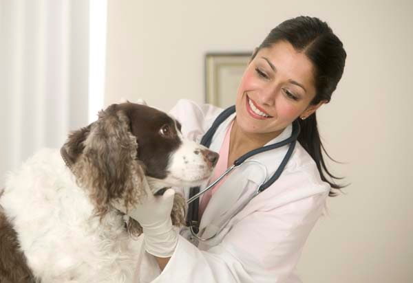 دانلود و خرید جزوه کرم شناسی دامپزشکی (Veterinary Helminthology)