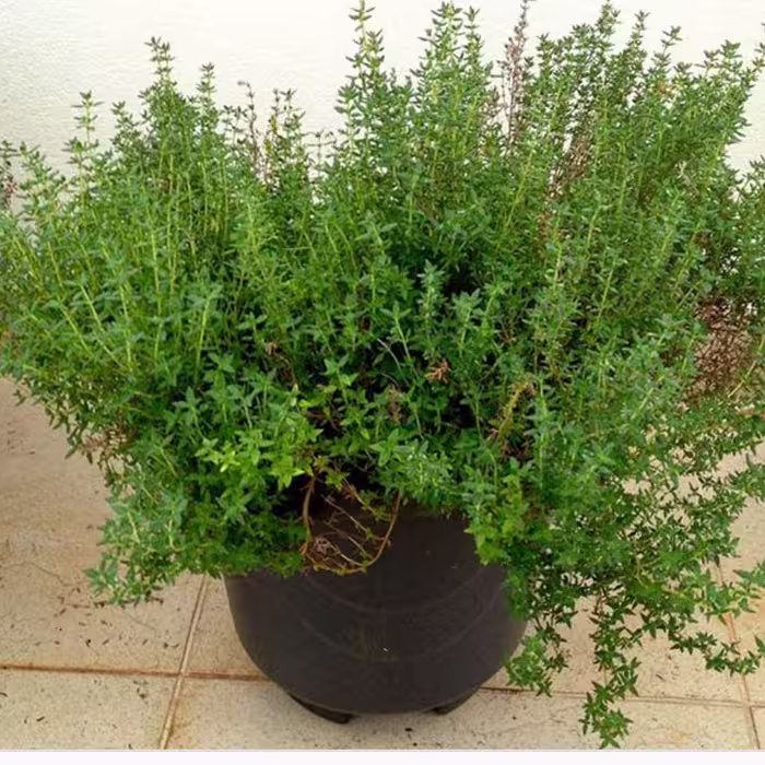 بذر اویشن(بسته 10عددی)