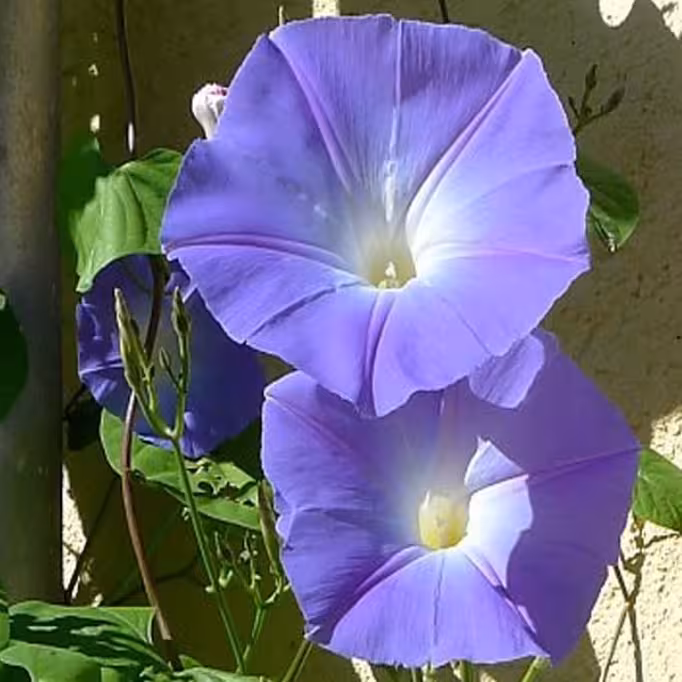 بذر گل نیلوفر پیچ رنگ آبی بسته (10 عددی).
