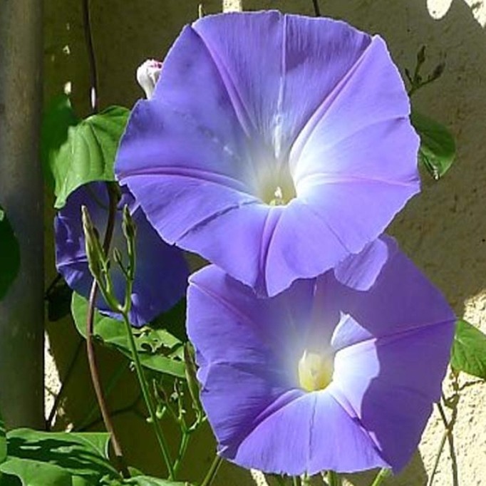 بذر گل نیلوفر پیچ رنگ آبی بسته (10 عددی).