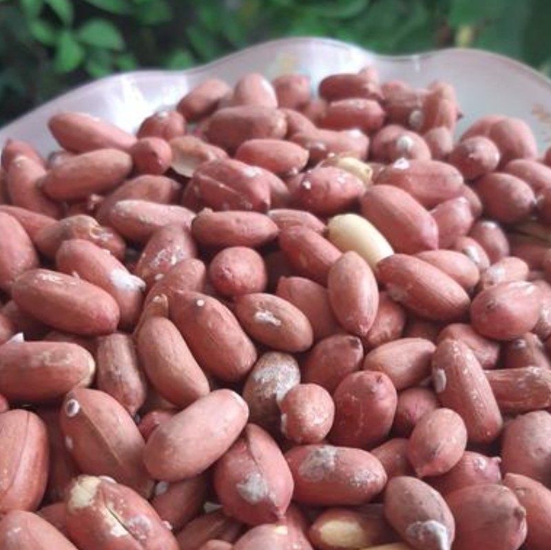 بادام زمینی تولید امسال آستانه اشرفیه 2کیلویی