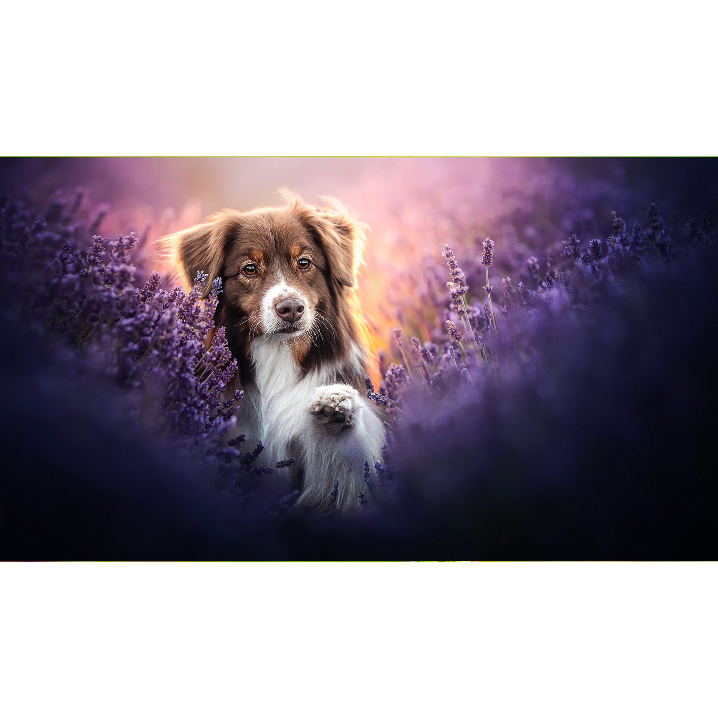 تابلو شاسی طرح سگ مدل T7987