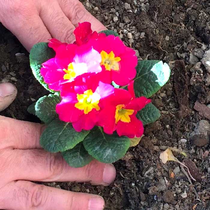 نشاء کن باغبانی مدل BP-22 مجموعه 2 عددی