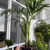 اریکا