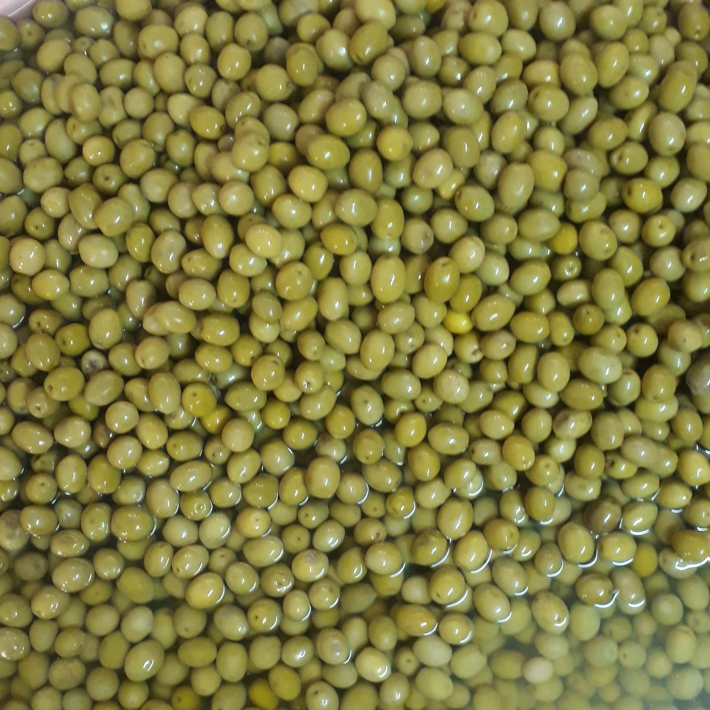 زیتون ویژه باقیمت عمده ارسال رایگان وزن6.800