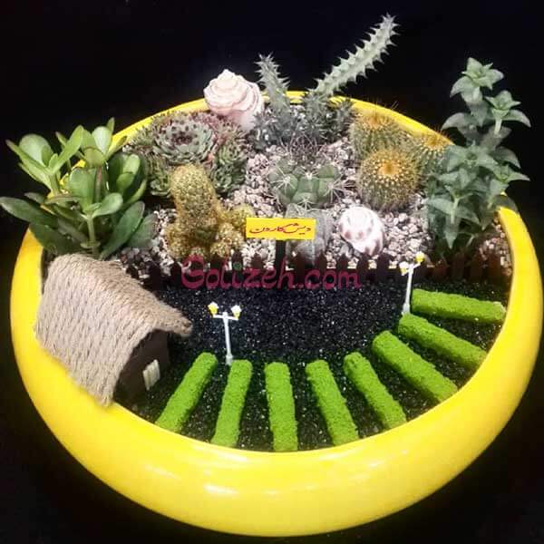 دیش گاردن کاکتوس کلبه