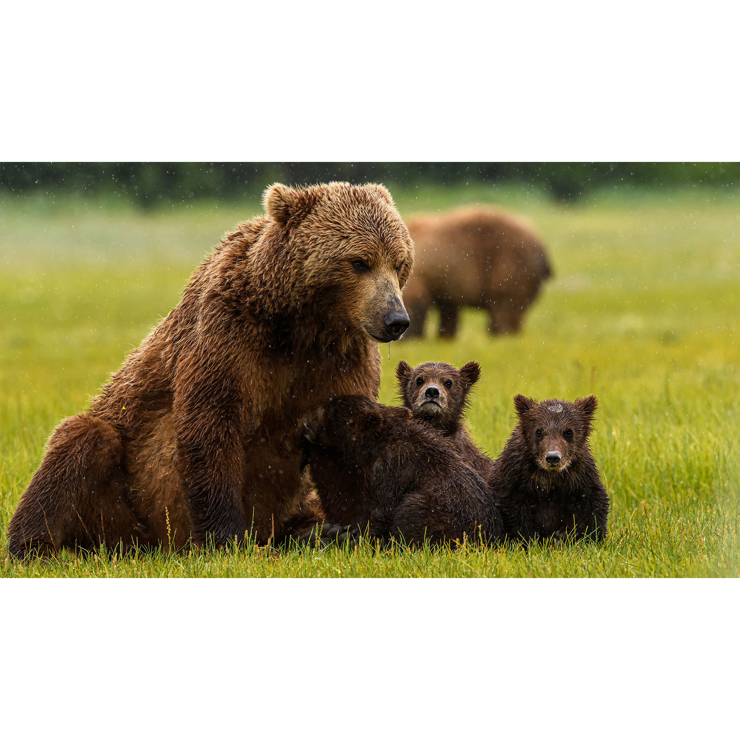 تابلو شاسی طرح خرس مدل T7709