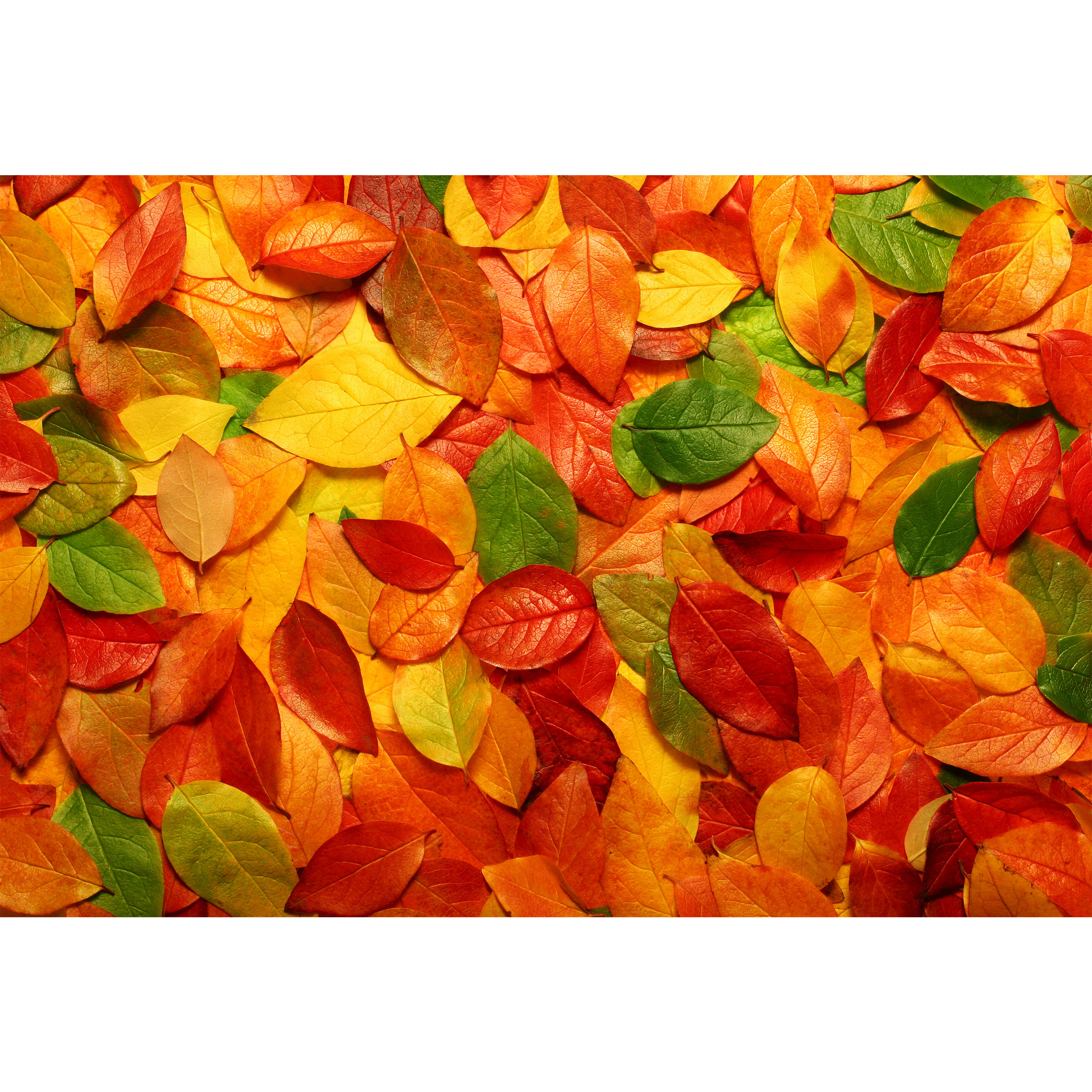 تابلو شاسی مدل برگ سبز و نارنجی و قرمز و زرد T6999