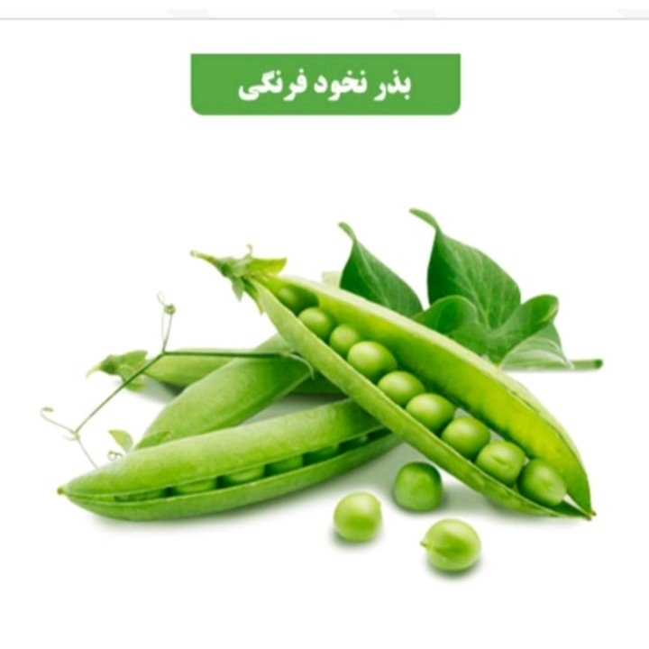 بذر تره فرنگی