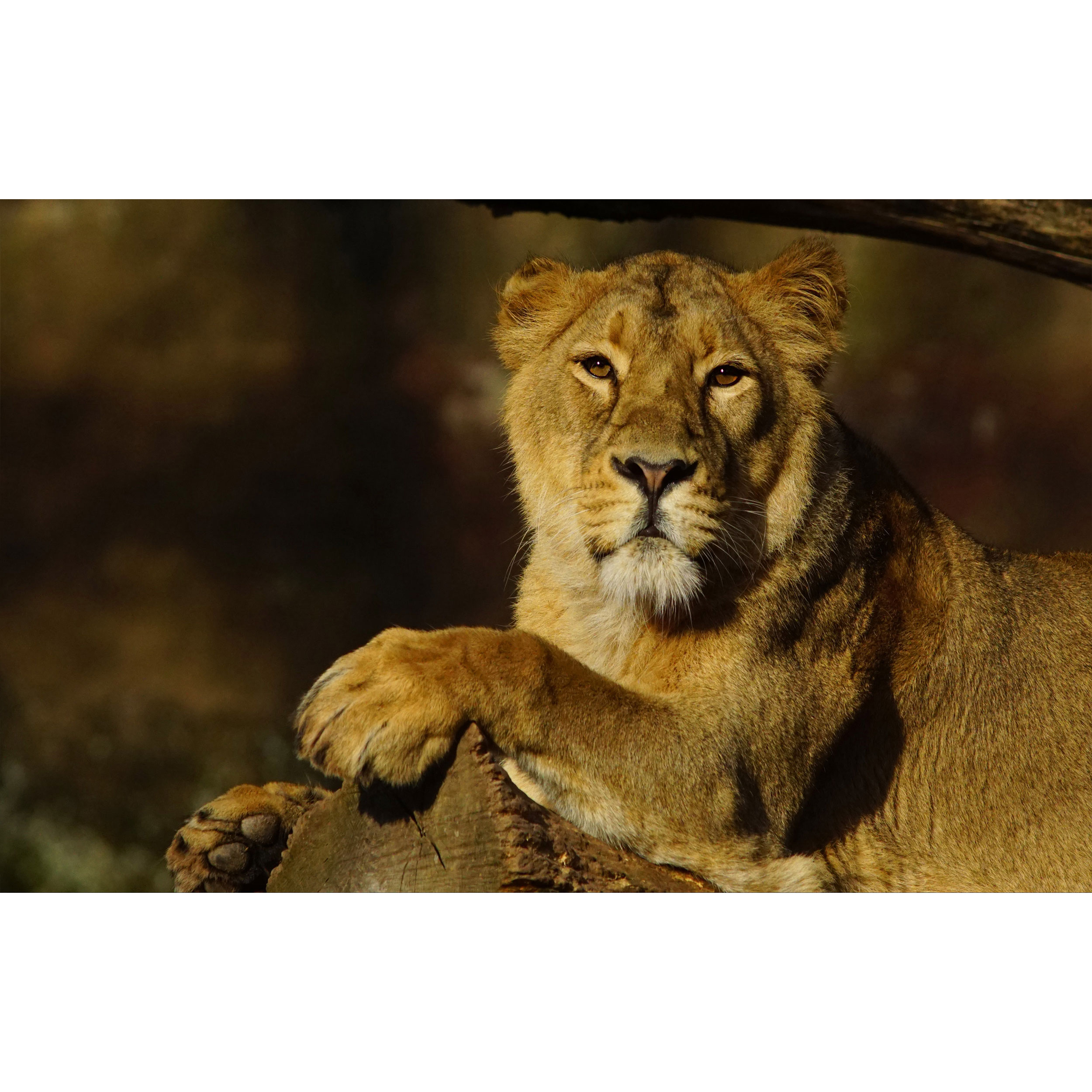 تابلو شاسی طرح شیر مدل T7814