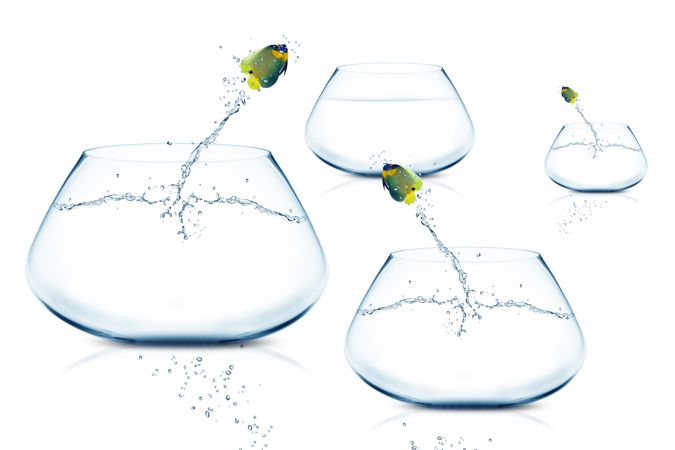 خرید و دانلود عکس Animals-Part-13 - کیفیت بالا | پیک فاکس | Pic Fox