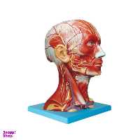 کیت آموزشی مولاژ بدن انسان مدل عضلات سر و گردن