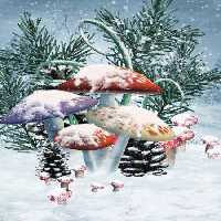 خرید و دانلود عکس Christmas_gift-6 کد 12331 | پیک فاکس | Pic Fox