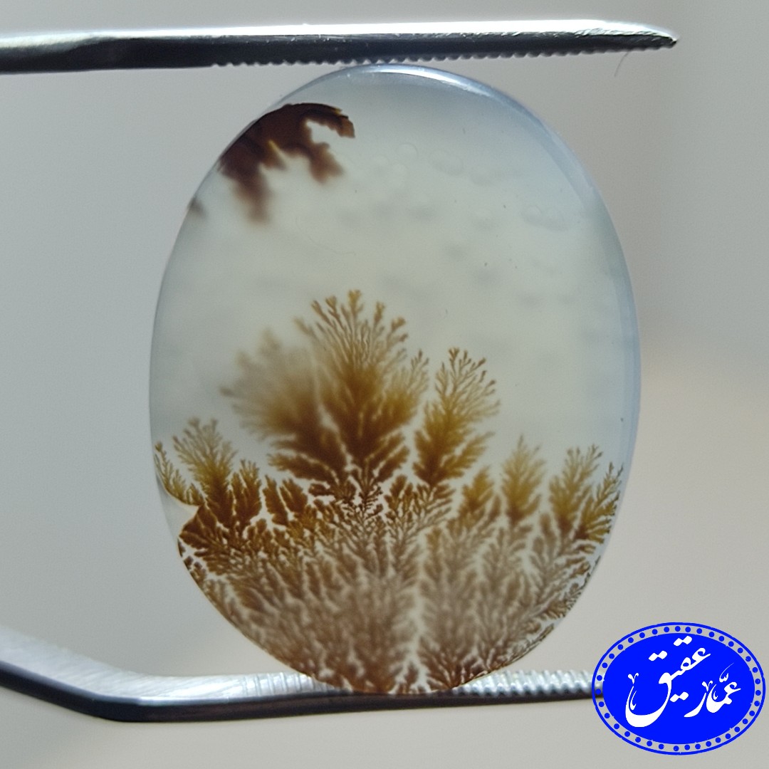 نگین عقیق شجر بوته ای برگ سوزنی