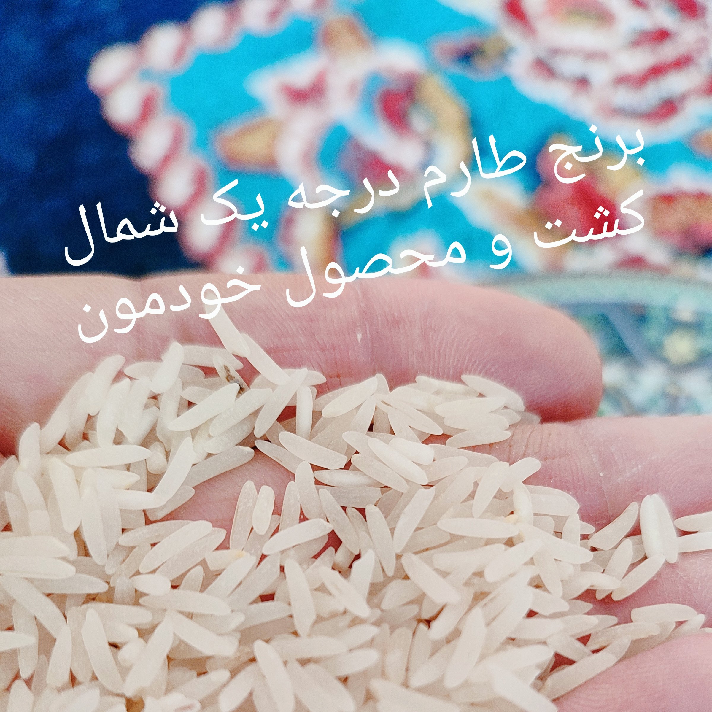 برنج طارم درجه یک محلی کشت شهر بابل روستای رمنت خرید مستقیم از کشاورز