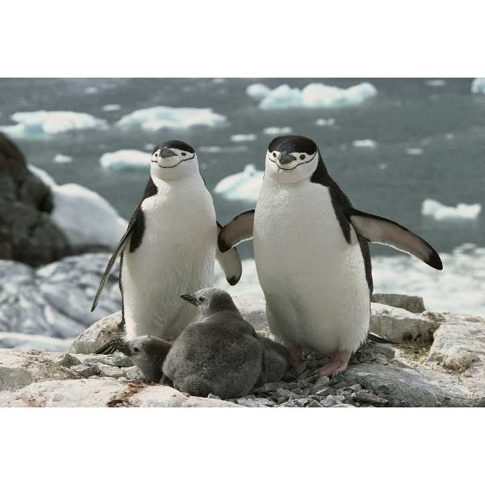 تابلو شاسی مدل پنگوئن و برف کد T7245