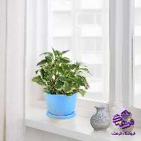 گلدان ایده ال مونا2