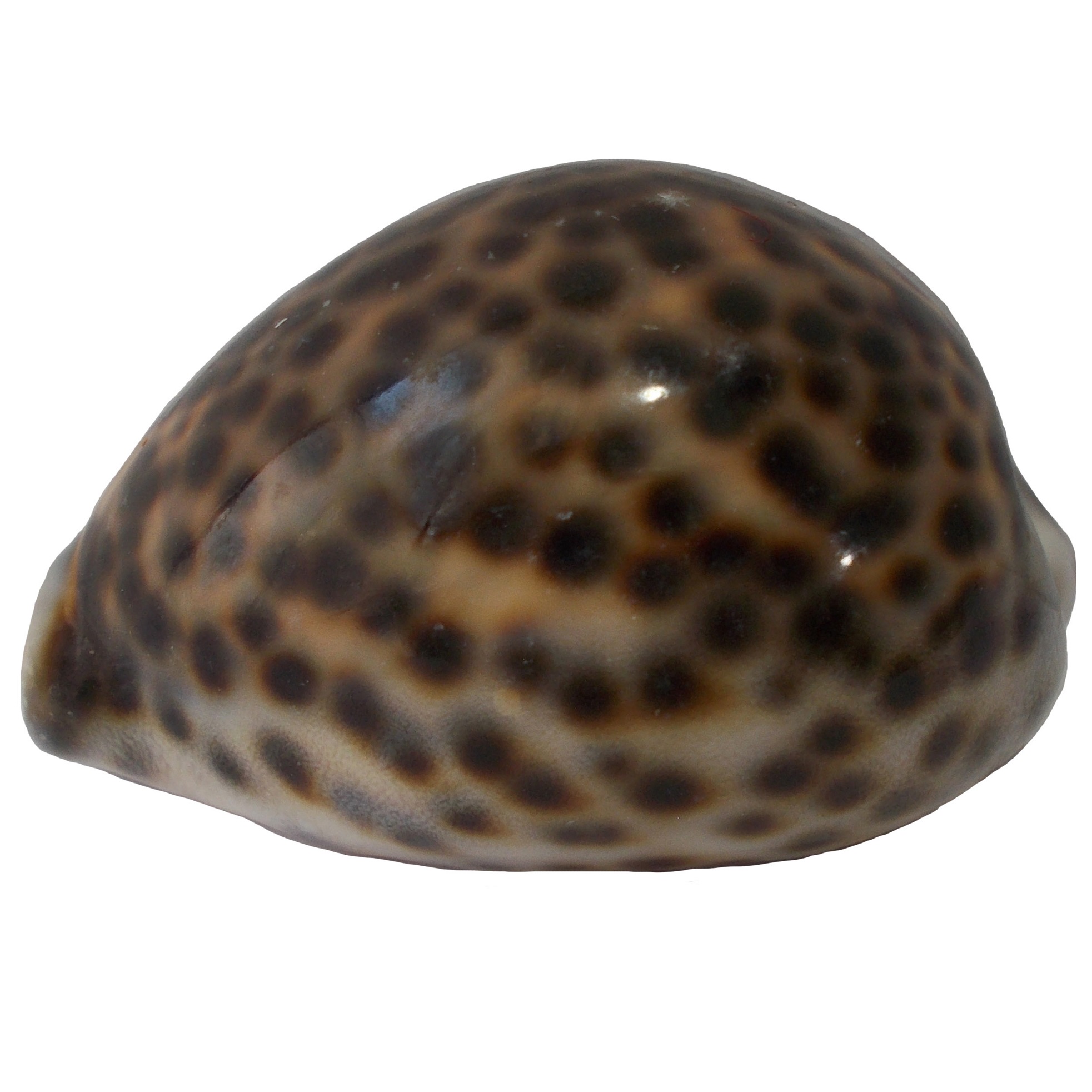 صدف تزیینی مدل RS529 