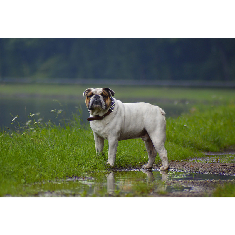 تابلو شاسی طرح سگ مدل T1488 | دنیای قاب