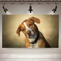 تابلو بوم طرح سگ کد AR6820