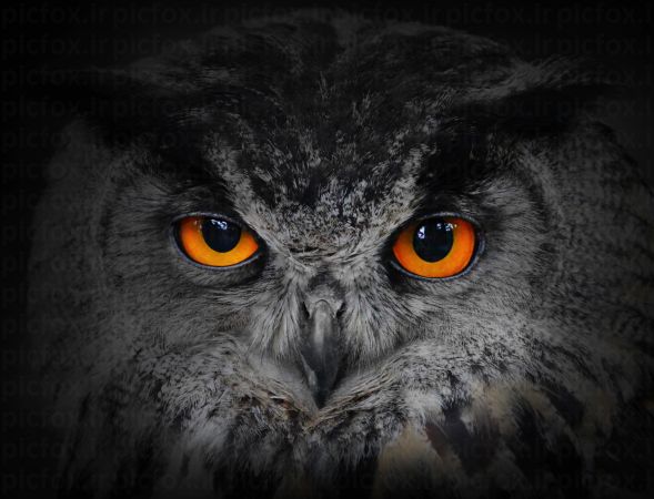 خرید و دانلود عکس IranBCS کد 29261 | پیک فاکس | Pic Fox