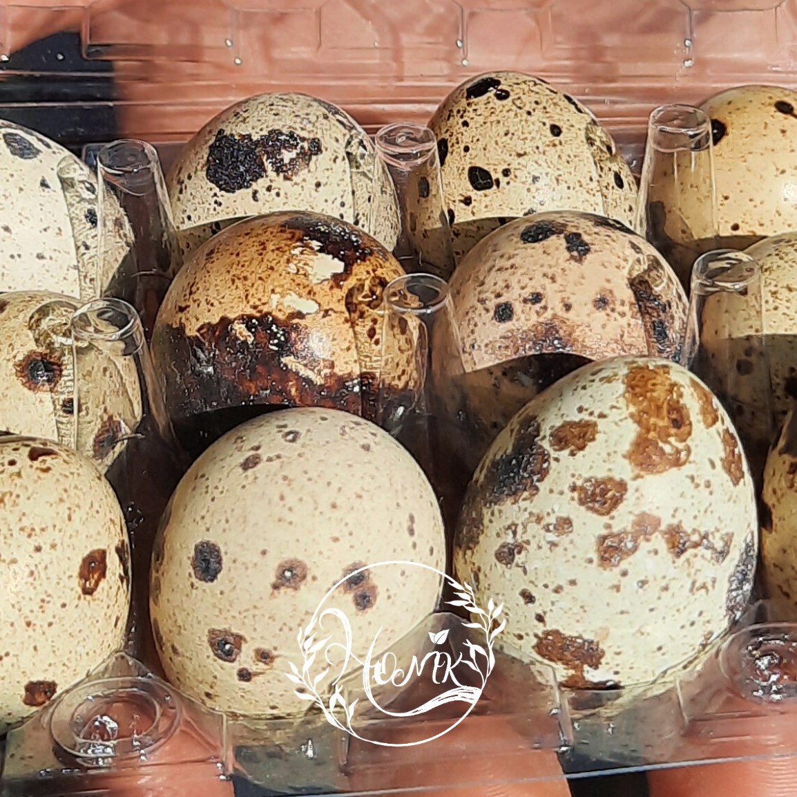 تخم بلدرچین 12 عددی