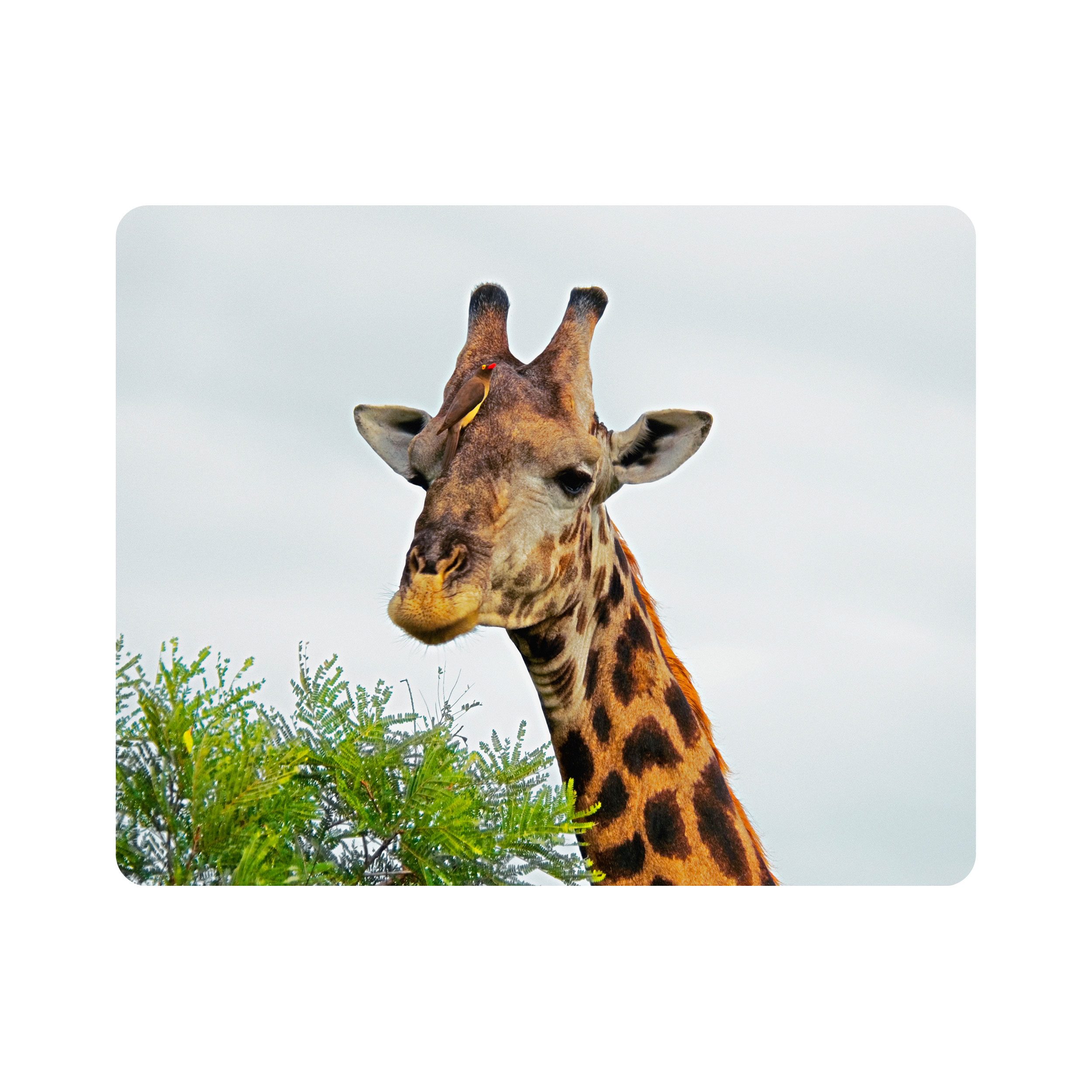 ماوس پد اطلس آبی طرح آسمان و زرافه مدل T2011