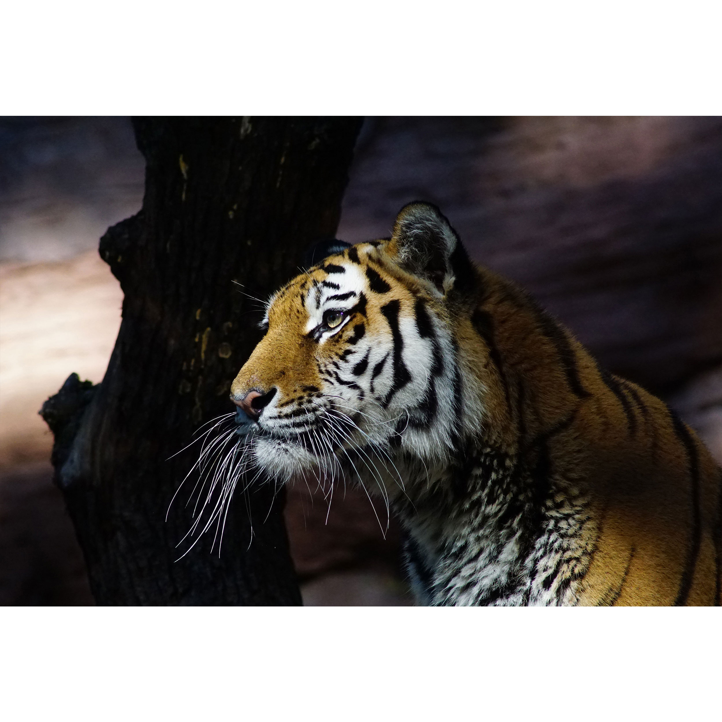 تابلو شاسی طرح ببر مدل T1699