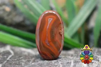 کرزی لس اگات