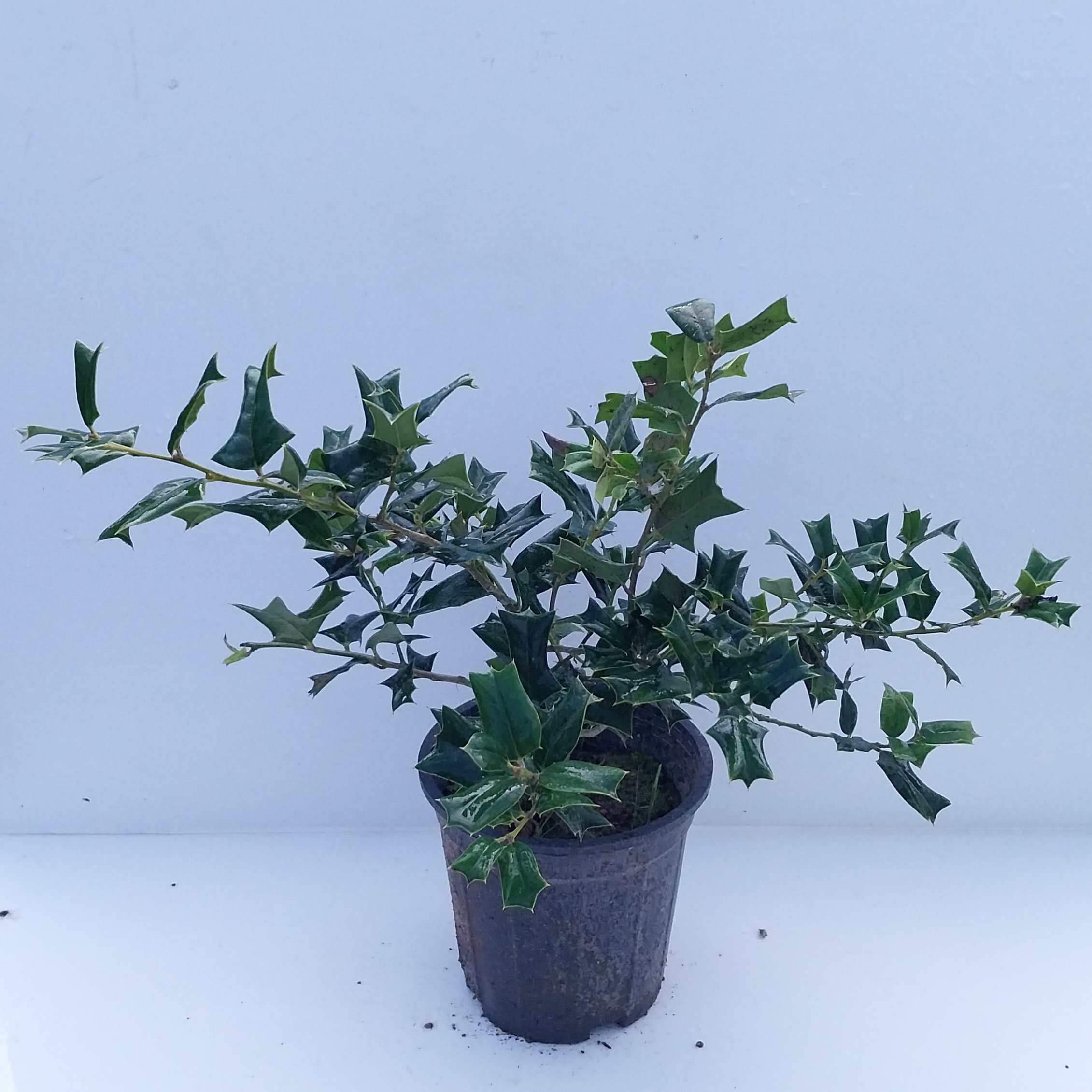 گیاه بیرونی الکس گلدان 3ونیم