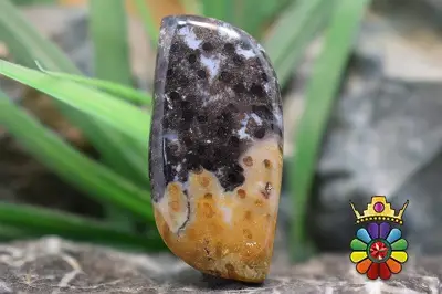 پلام وود جاسپر