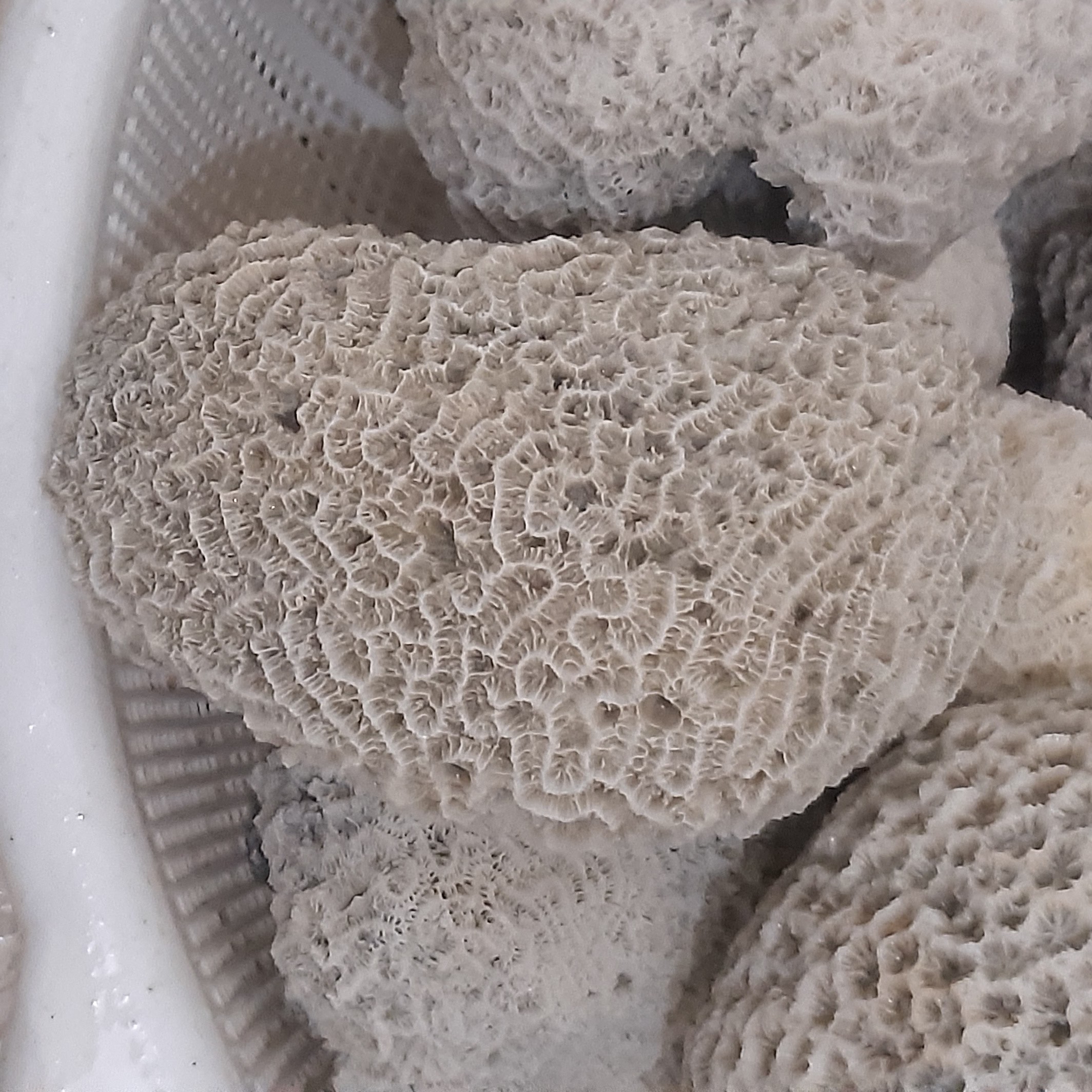 مرجان سفید دریایی کد 1