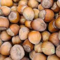 فندق خام نیم کیلویی  اشکورات 