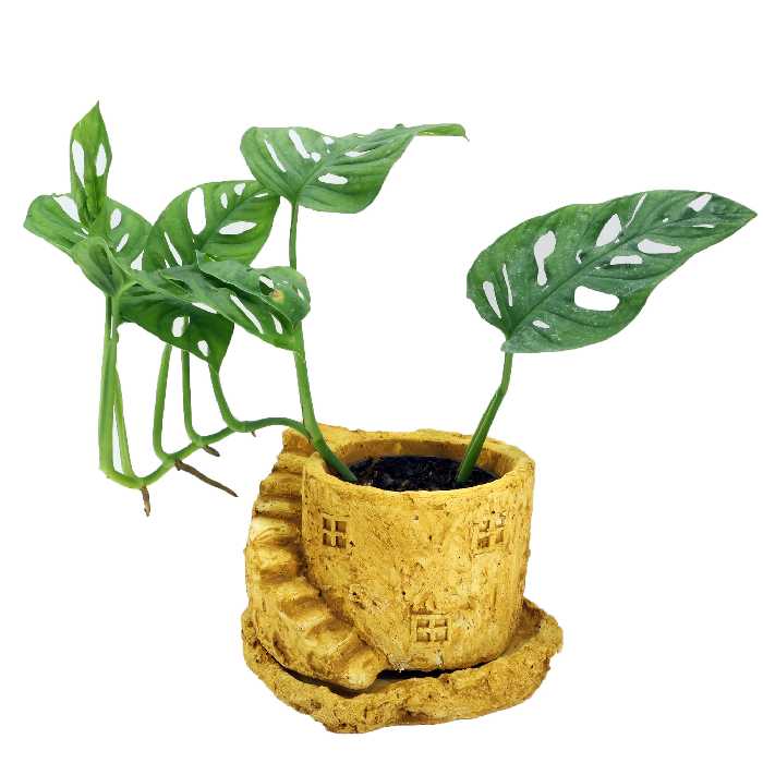 گیاه آپارتمانی پتوس حصیری کد G2