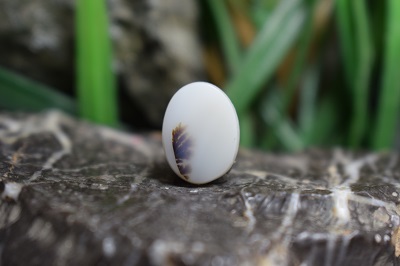 عقیق شجر برزیل