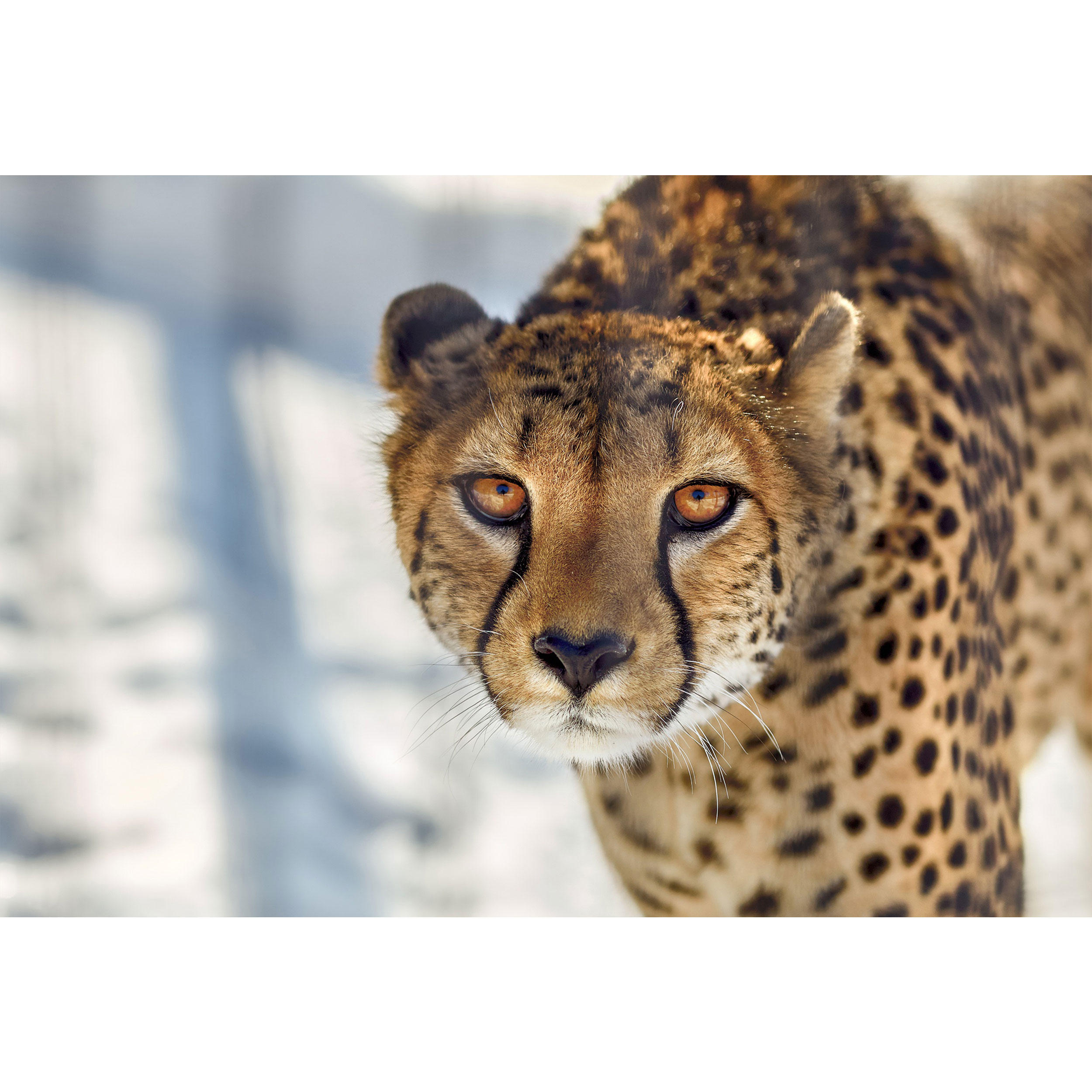 تابلو شاسی طرح یوز پلنگ چیتا مدل T1511