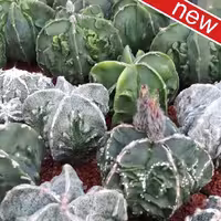 بذر آستروفیتوم میکس چروک ده عدد