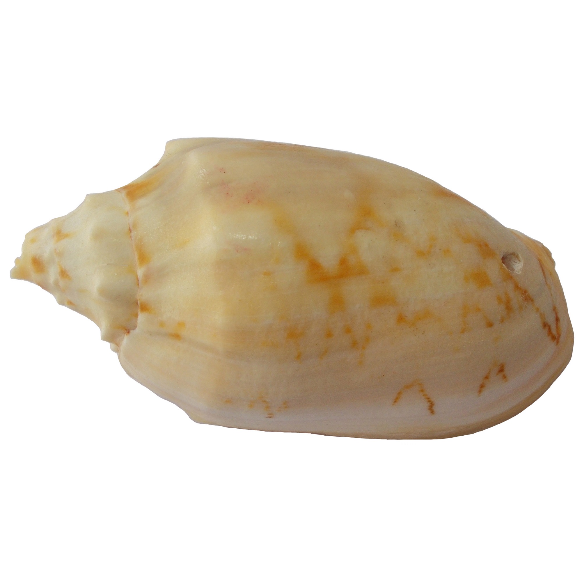 صدف تزیینی مدل RS523