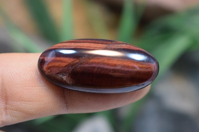 چشم ببر قرمز