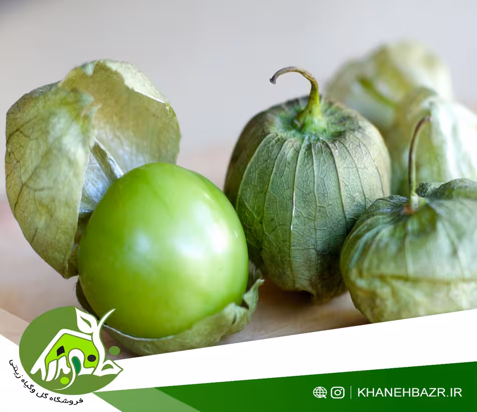 بذر فیسالیس سبز - خانه بذر | فروشگاه بذر وارداتی گل و گیاه زینتی 1404
