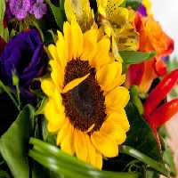 خرید و دانلود عکس Flower-Part-2 کد 17717 | پیک فاکس | Pic Fox