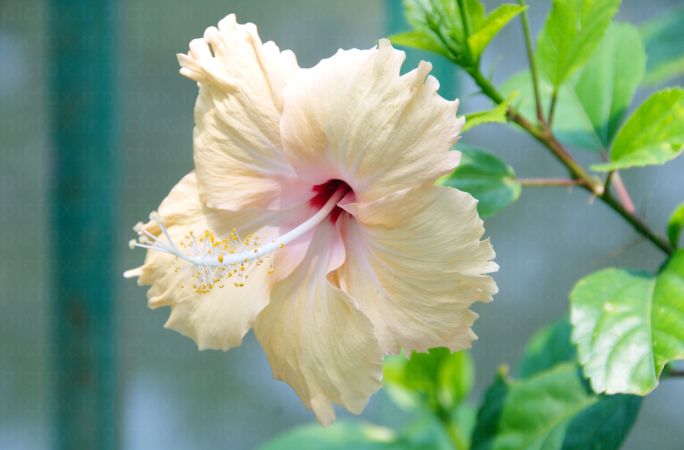 خرید و دانلود عکس Flower-Part-10 کد 17453 | پیک فاکس | Pic Fox