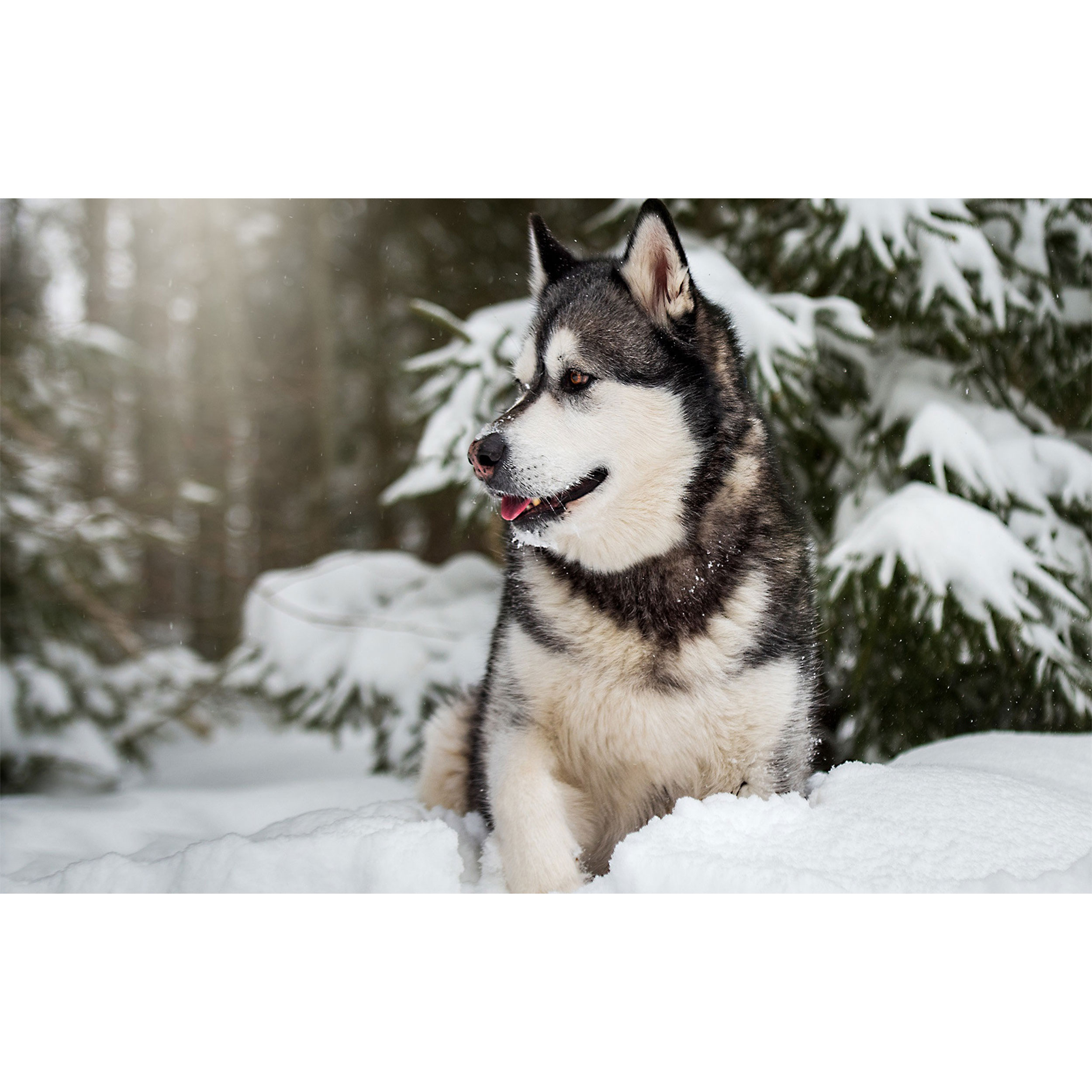 تابلو شاسی طرح سگ هاسکی در برف مدل T7666