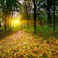 خرید و دانلود عکس Nature-Part-22 کد 36125 | پیک فاکس | Pic Fox