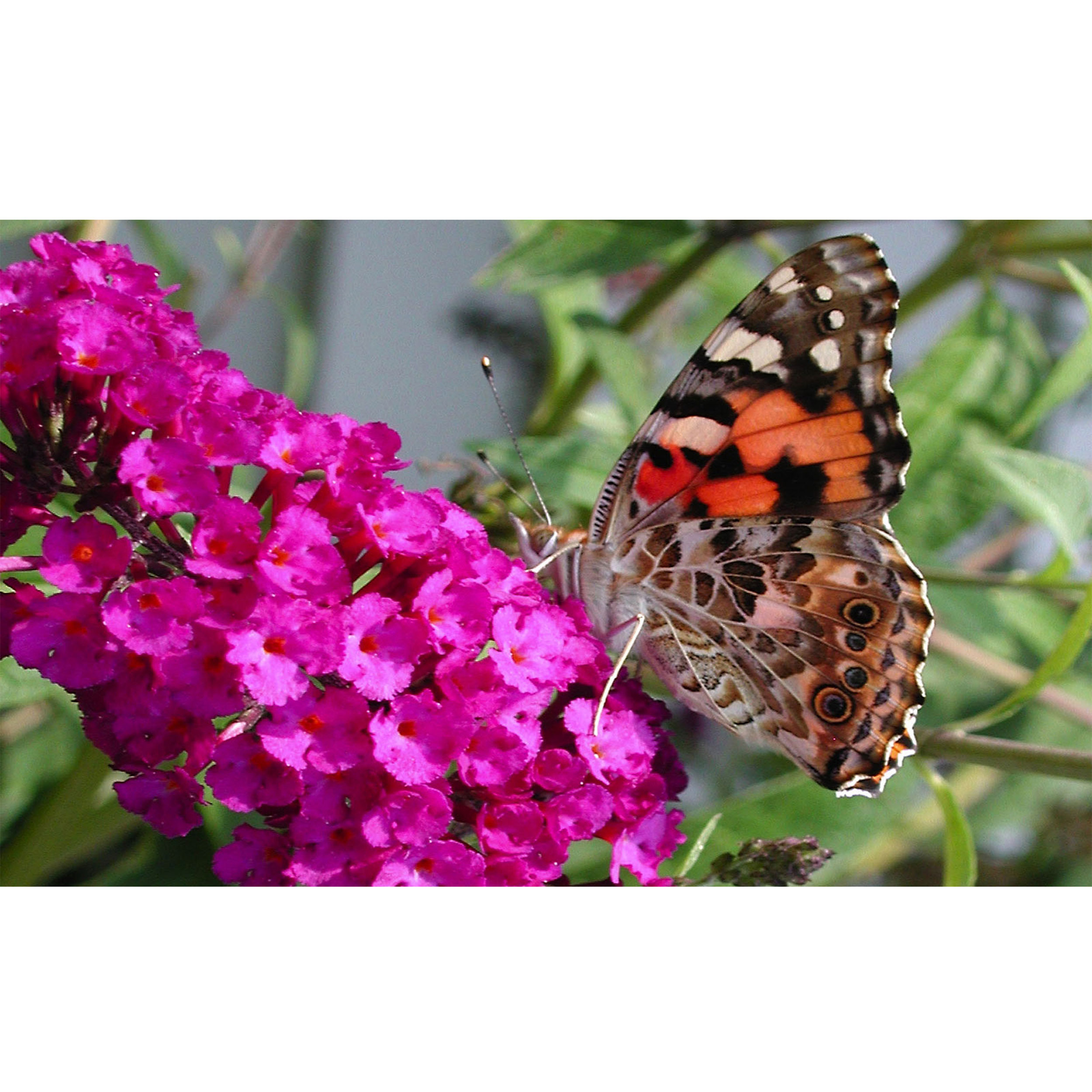 تابلو شاسی طرح پروانه و گل مدل T7634